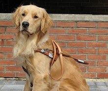 Golden Retriever Service Dog