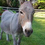 Elwood the Donkey