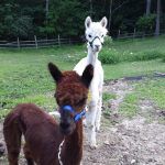 Haley & Zendra the Llamas