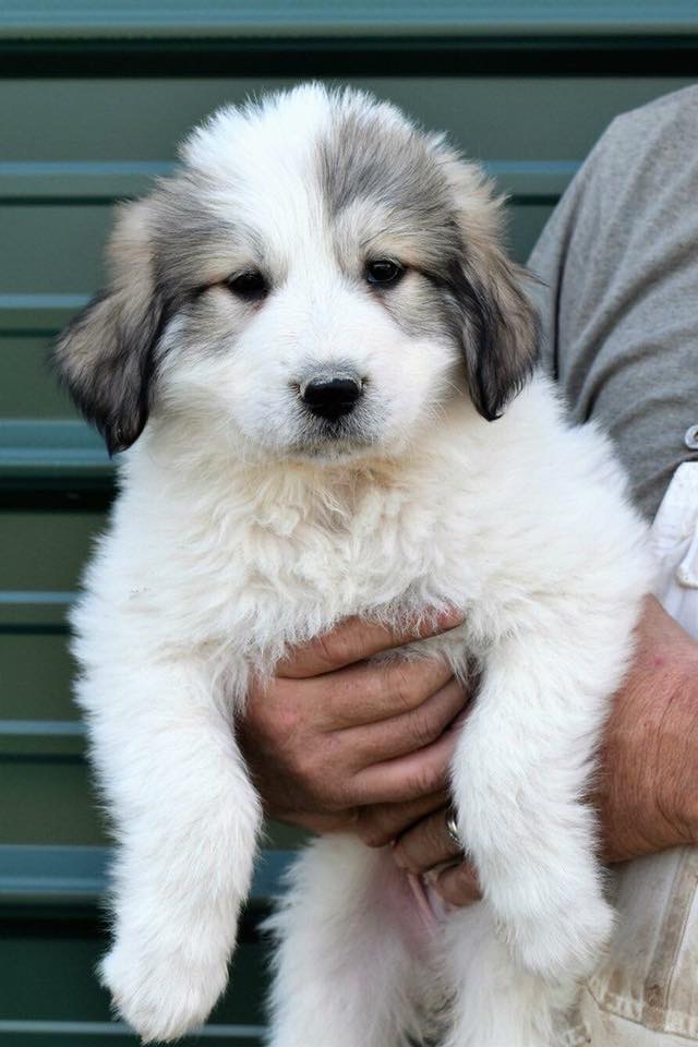 great pyrenees plush toy