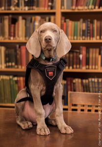 Riley the pest sniffing Weimaraner puppy sits looking at the viewer wearing a black Boston Museum of Fine Arts vest in front of a library bookshelf.