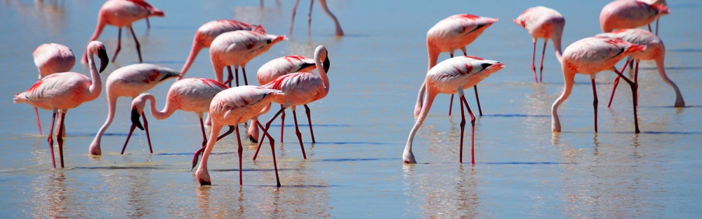 A flock of pink Flamingos wade with their heads down in shallow water.