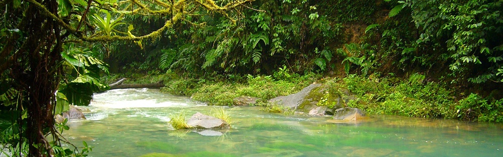 Thick, green rainforest foliage borders the banks of a murky jungle river.