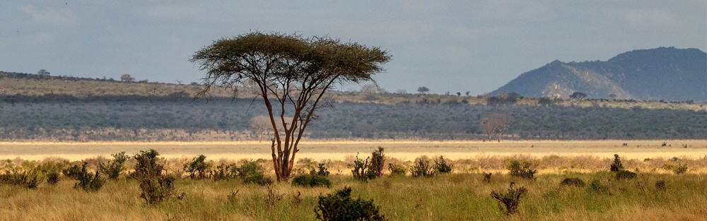 A thorny Acacia tree stands tall amidst the rolling grasslands of Africa.