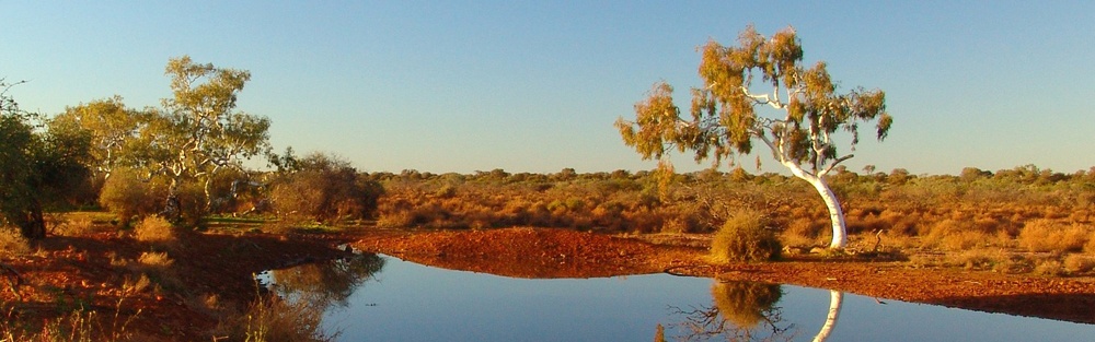 White barked trees surround and are reflected in the still surface of a waterhole.